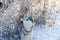 Dog husky breed walks in winter snowy forest on a sunny afternoon