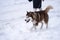 A dog of the Husky breed of white-brown color on a walk in the forest. The image of the dog\\\'s owner is cut off. Copy space