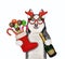 Dog husky with Christmas boot and wine