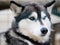 Dog husky close-up. Portrait of dog huskies