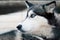 Dog husky close-up. Portrait of dog huskies