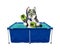 Dog husky with flippers in soft side pool