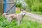 Dog Husky gray standing in the grass. the view from the side