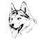 Dog husky hand-drawn ink on white background