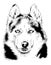 Dog husky hand-drawn ink on white background