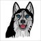 Dog husky head vector Graphics