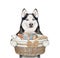 Dog husky holds basket with man