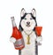 Dog husky holds bottle of red wine