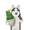 Dog husky holds catcus in flower pot