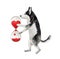 Dog husky holds romantic hourglass