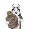 Dog husky holds sack with kitten 2
