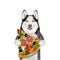 Dog husky holds slice of pizza