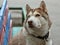 Dog husky with multicolored eyes sits gray wall