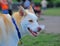 Dog Husky sheppard mix portrait