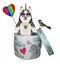 Dog husky unicorn with candy inside gift box