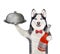 Dog husky waiter with cloche and wine