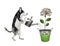 Dog husky watering money flower