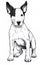 dog illustration captured in a pencil drawing, isolated on a white background.