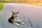 A dog of an indeterminate breed rests on the roadway.