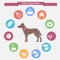 Dog infographics and icon set