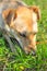 The dog is intently sniffing some scent that has attracted its attention in the grass. Close up