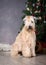 Dog. Irish soft coated wheaten terrier on Christmas background