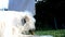 Dog Irish Wolfhound gnaw bones