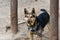 A dog on an iron chain guards a farm