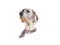 Dog isolated on white background .Dalmatian dog Hand painted Watercolor illustration.