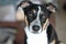 Dog italian greyhound terrier 6314