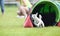 Dog Jack Russel in agility tunnel with amazing handler