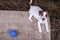 Dog Jack Russell with ball on a beige carpet. Puppy. Mockup with copy space place for text. Top view. Playful dog with a funny