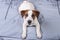 Dog Jack Russell on a bed. Puppy. Playful dog with a funny face