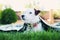 Dog Jack Russell Broken lies on green grass covered with blanket. Pet care concept