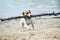 Dog Jack Russell plays with big stick on the sandy beach against the blue river water.