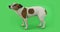 Dog Jack Russell Terrier is afraid of standing and trembling