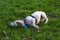 Dog Jack Russell Terrier breed in a field on green grass
