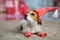 dog Jack Russell Terrier celebrates Christmas under the Christmas tree in striped red white socks