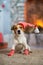 dog Jack Russell Terrier celebrates Christmas under the Christmas tree in striped red white socks