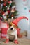 dog Jack Russell Terrier celebrates Christmas under the Christmas tree in striped red white socks