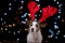 Dog Jack Russell Terrier Christmas