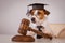 Dog jack russell terrier dressed as a judge and holding a gavel on a white background.