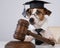 Dog jack russell terrier dressed as a judge and holding a gavel on a white background.