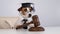 Dog jack russell terrier dressed as a judge and holding a gavel on a white background.