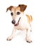 Dog Jack Russell terrier in dynamic pose looking down