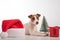 Dog jack russell terrier getting ready for christmas.