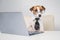 Dog jack russell terrier in glasses and a tie sits at a desk and works at a computer on a white background. Humorous