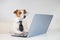 Dog jack russell terrier in glasses and a tie sits at a desk and works at a computer on a white background. Humorous