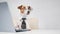 Dog jack russell terrier in glasses and a tie sits at a desk and works at a computer on a white background. Humorous