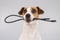 Dog jack russell terrier gnaws on a black usb wire on a white background.